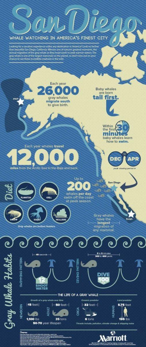 san diego whale watching san diego whale watching infographic