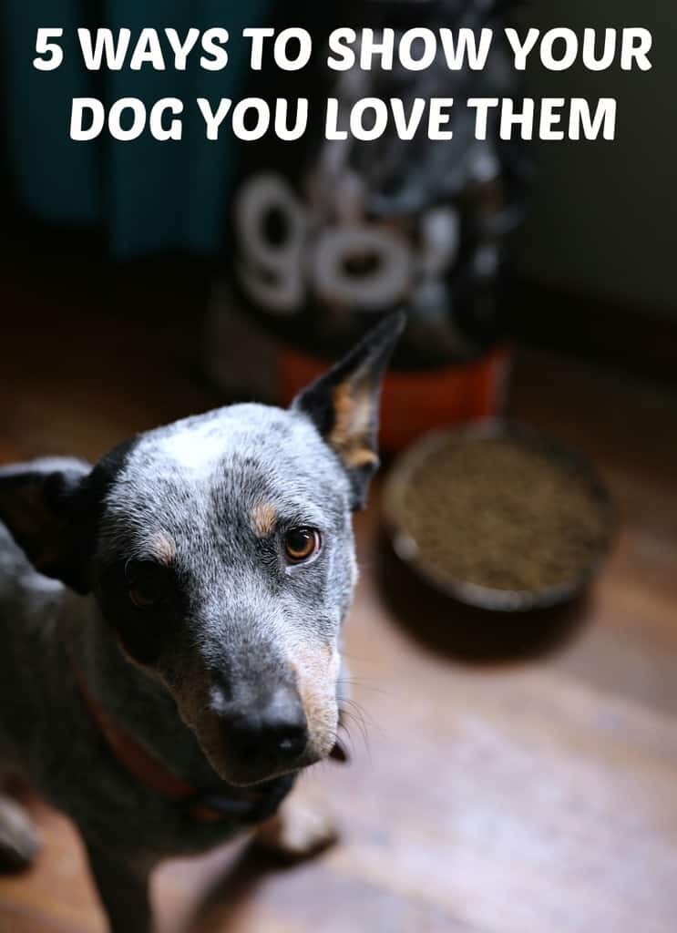 5 Ways To Show Your Dog You Love Them 10 5 WAYS TO SHOW YOUR DOG YOU LOVE THEM