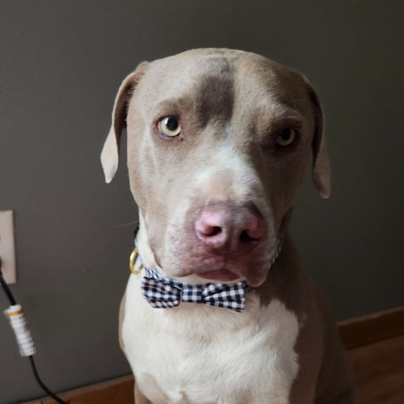 Blue Brockman with bow tie collar on looking handsome