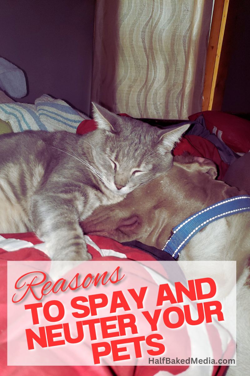 Reasons to spay and neuter your pets