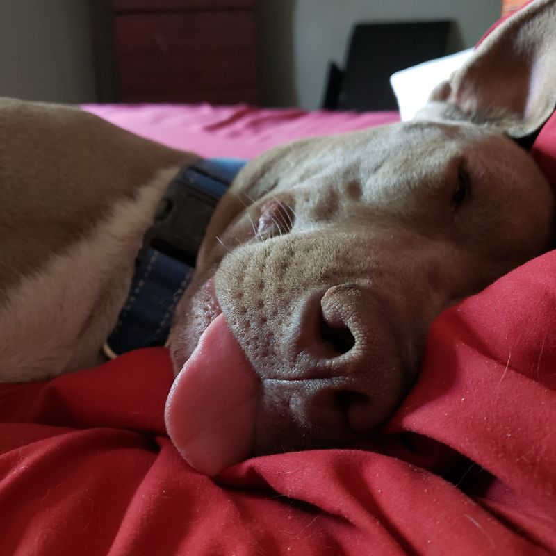 Red Brockman laying on bed with tounge out of his mouth