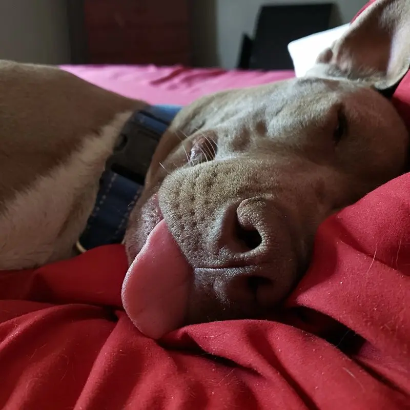 Frozen Blueberry Yogurt Dog Treats 10 Rednaldo Jenn Brockman's pit bull sleeping with tongue out